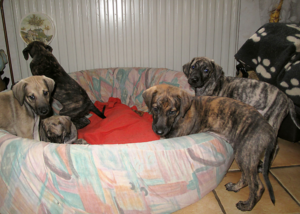 37-Tahuara's-B-6-Woc#60001